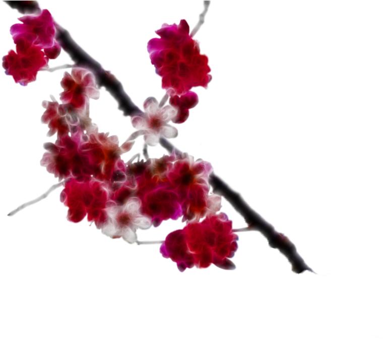 Transparent Japanese Cherry Blossom Png - Clip Art (766x676), Png Download