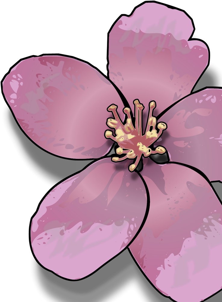 رسم زهرة التفاح Clipart (1024x1024), Png Download