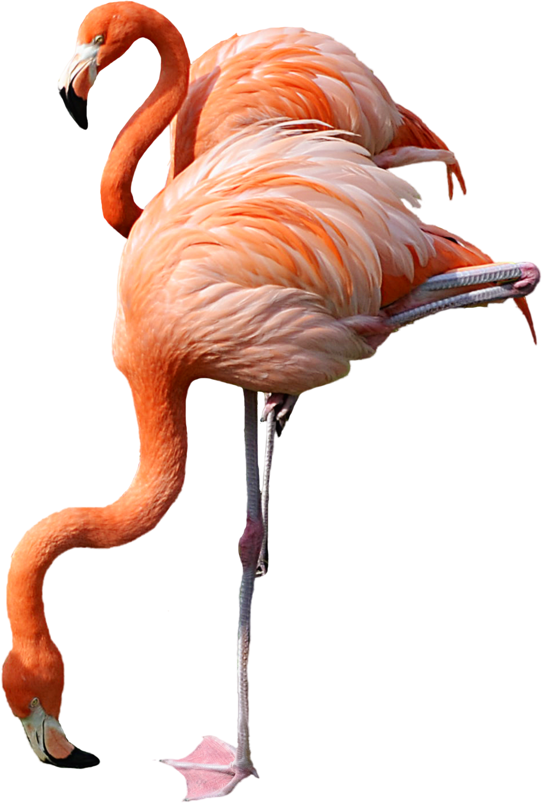 Flamingo Clipart Clear Background - Png Download (1600x2368), Png Download
