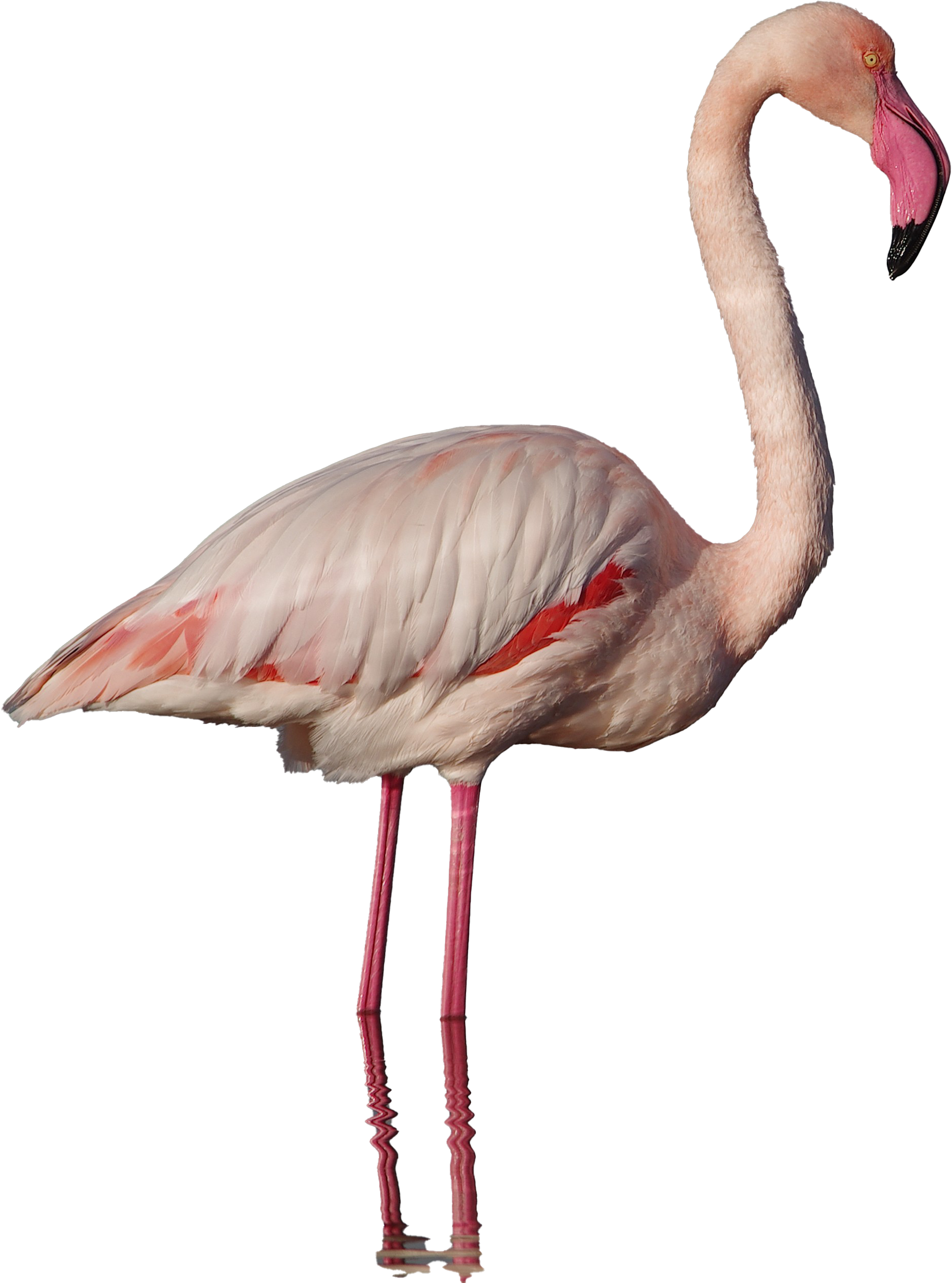 Real Flamingo Png Clipart - Pink Flamingo Png Real Transparent Png (2344x2708), Png Download