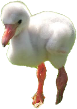 Baby Flamingo Png Clipart - Water Bird Transparent Png (800x448), Png Download