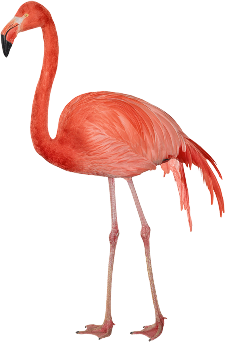 Flamingo - Flamingo Png Clipart (800x1209), Png Download