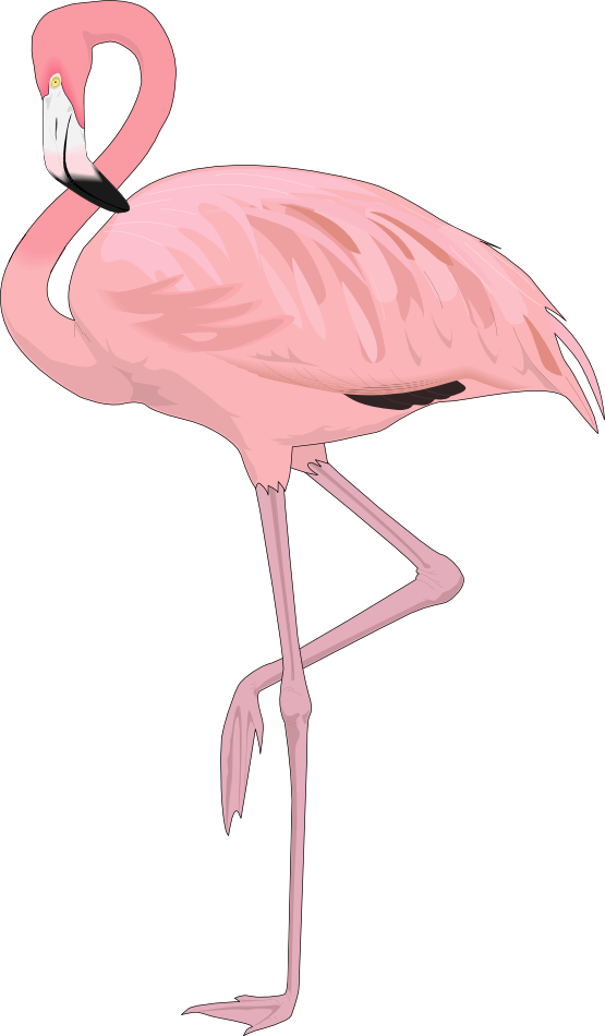 Free Flamingo Clip Art Flamingo4 , Png Download - Flamingo Png Transparent Png (555x950), Png Download