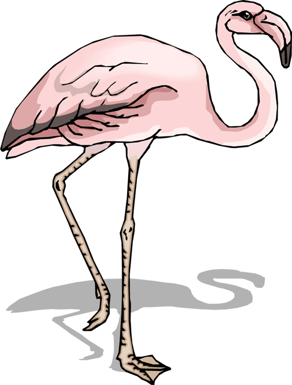 Sketsa Flamingo Clipart (569x750), Png Download