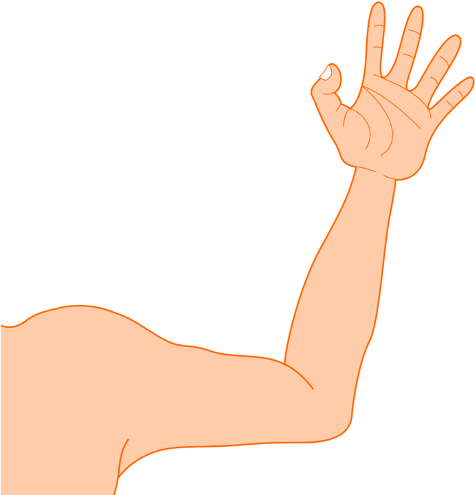 Muscle,thumb,organ - Arm Clipart - Png Download (938x750), Png Download