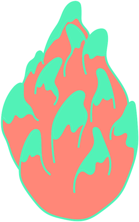 Dragon Fruit Clipart - Png Download (592x800), Png Download