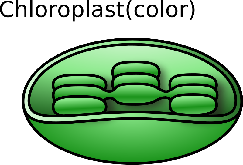 Chloroplast Png Clipart (800x545), Png Download