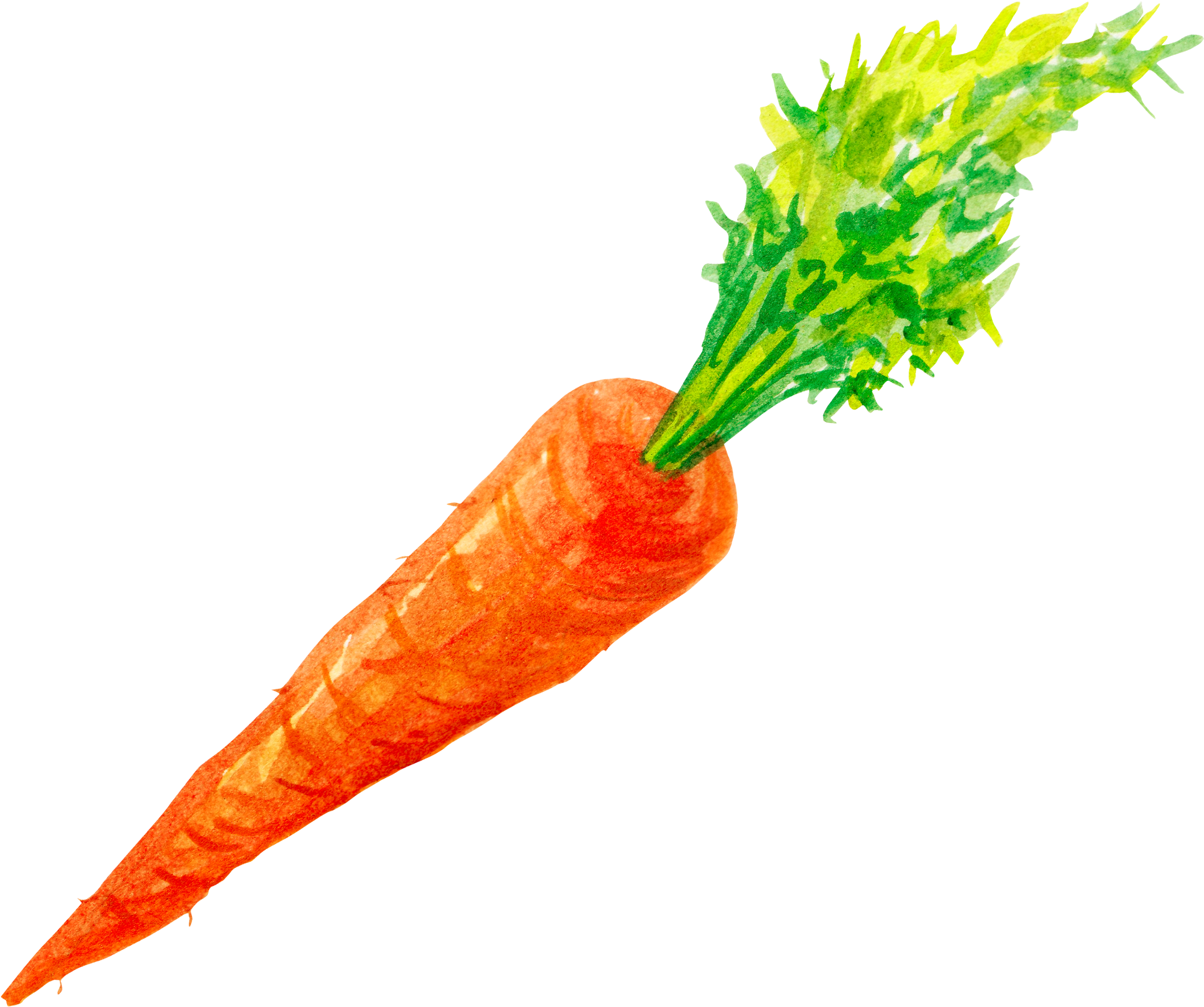 Carrots Png Watercolor Clipart (2300x2000), Png Download