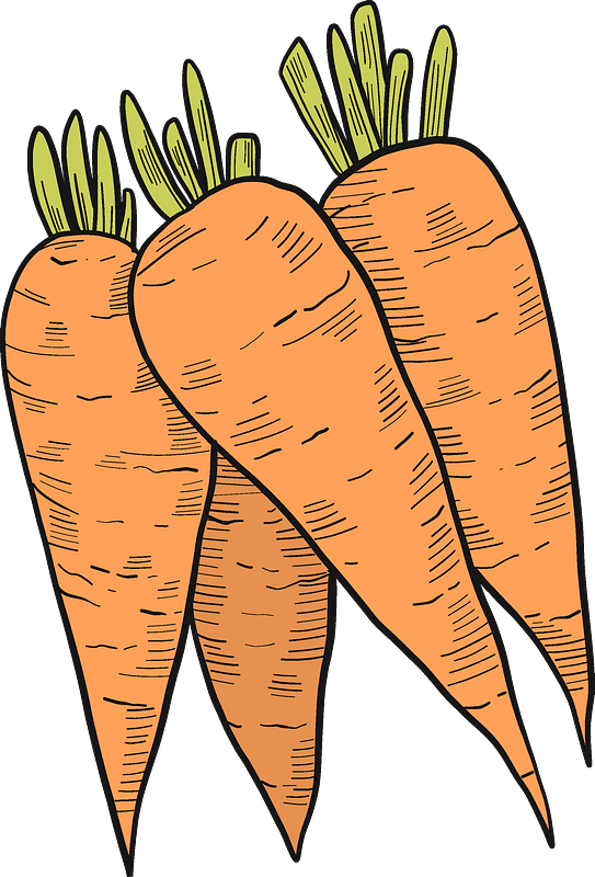 Carrots Clipart - Carrot - Png Download (543x800), Png Download