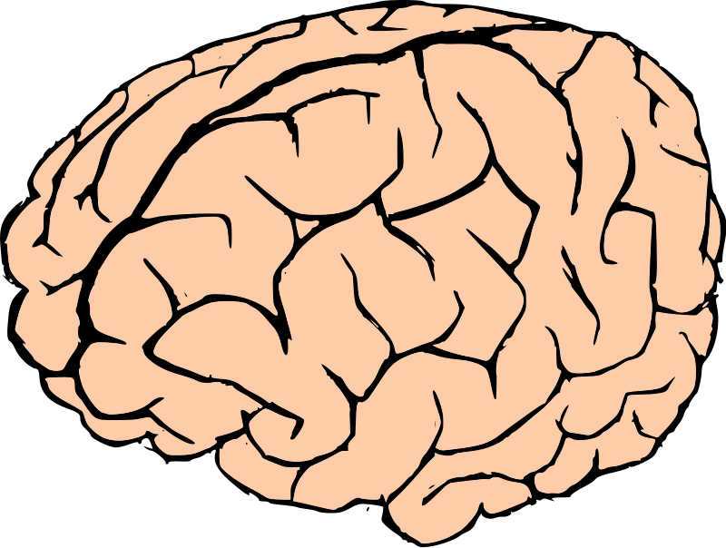 Brain Thumbnail Clip Art - Brain Clip Art - Png Download (800x604), Png Download