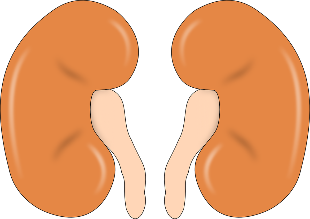 Kidney Clipart - Png Download (1200x850), Png Download