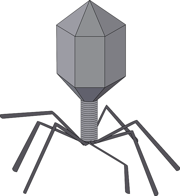 Virus, Bacteriophage, Biology, Disease, Microbe - Virus Clip Art - Png Download (589x640), Png Download