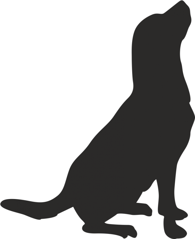 Whiskers American Pit Bull Terrier Drawing Clip Art - Cão De Caça Png Transparent Png (800x800), Png Download