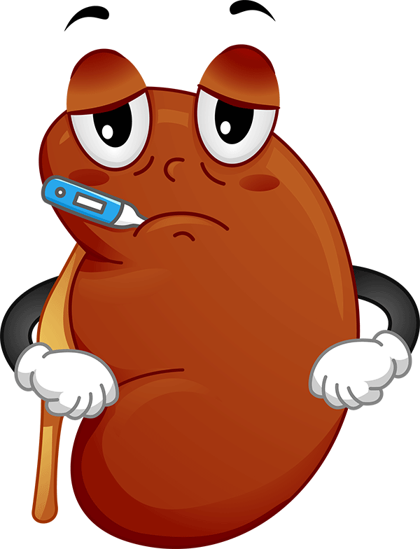Cemc - Kidney Disease Clipart - Png Download (600x784), Png Download