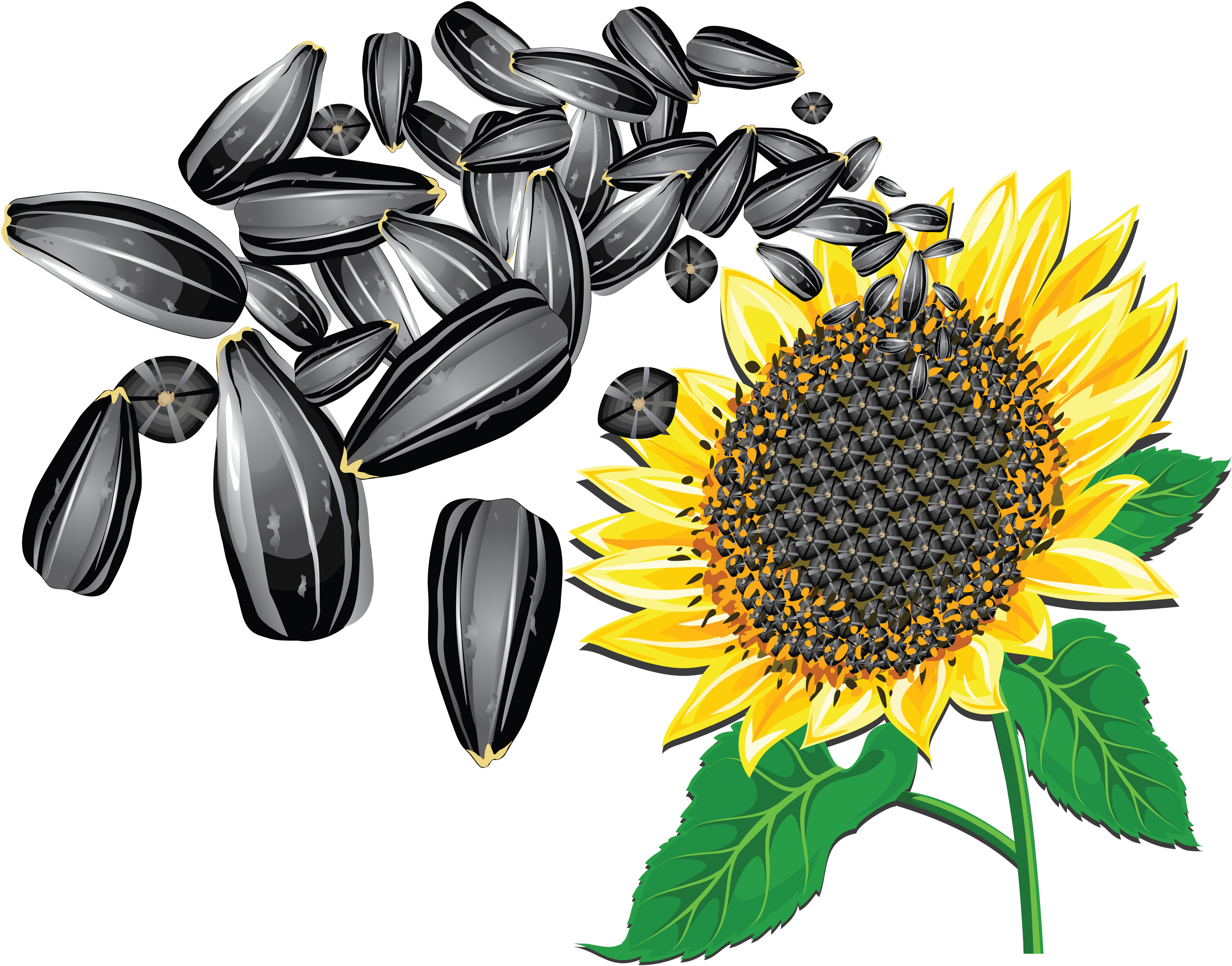 Transparent Sunflower Png - Sunflower Seeds Clipart (3130x2453), Png Download
