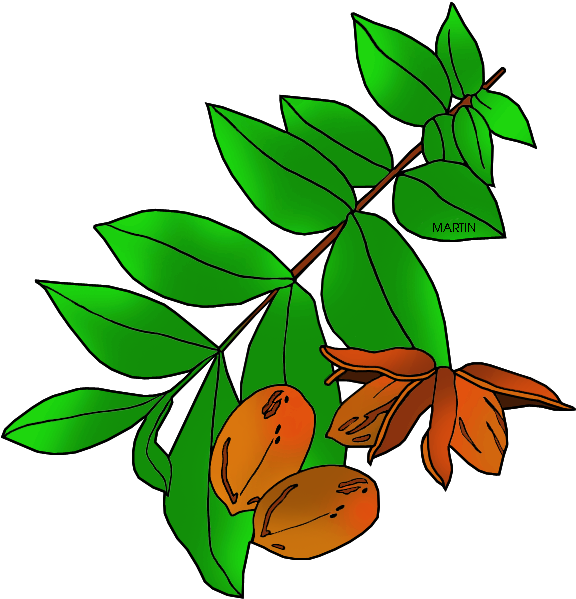 Transparent Nut Clipart - Pecan Tree Clip Art - Png Download (576x599), Png Download