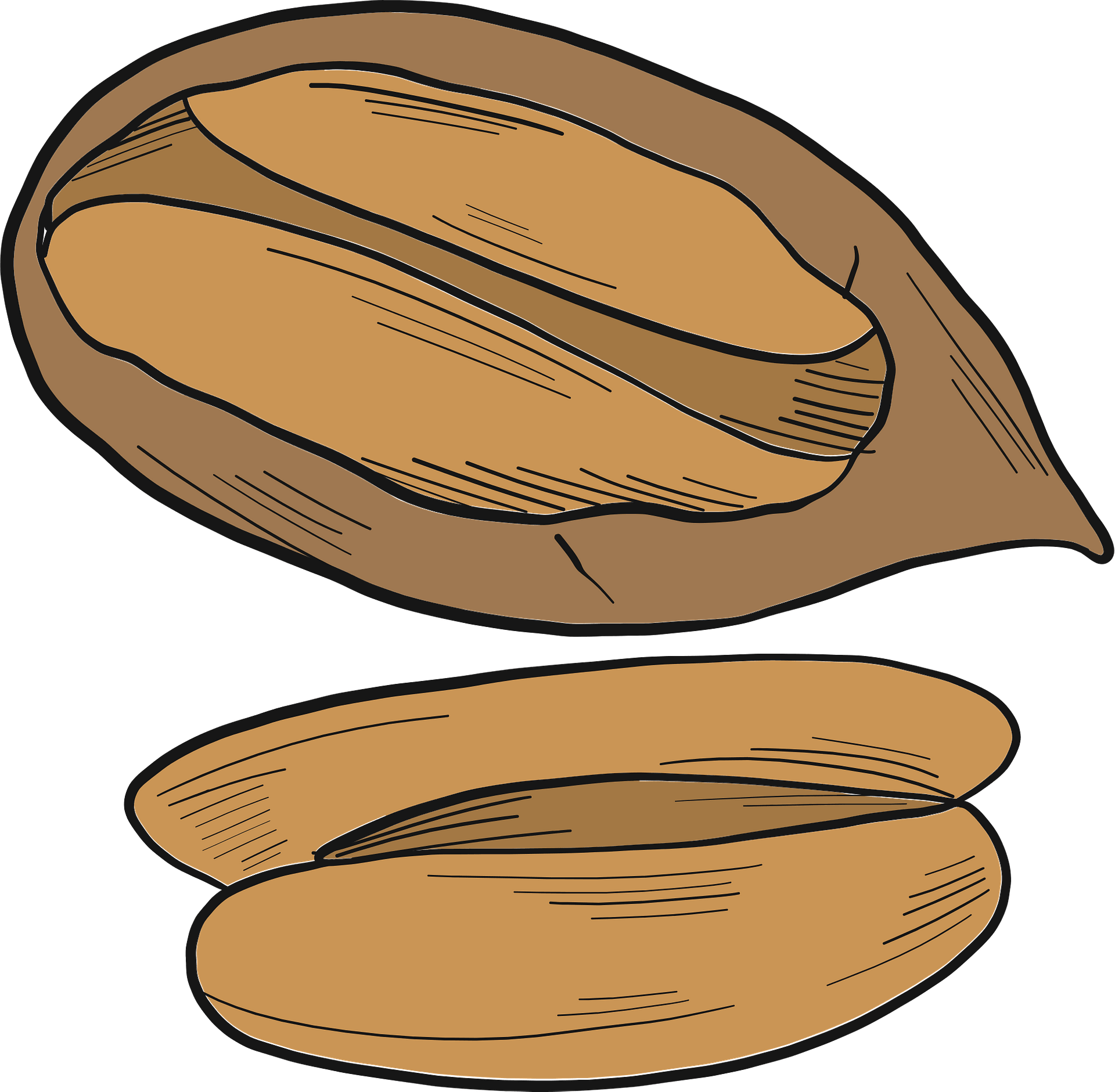 Pecan Clipart - Png Download (800x784), Png Download