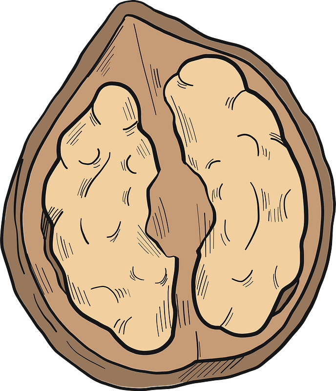 Walnut Clipart - Illustration - Png Download (688x800), Png Download