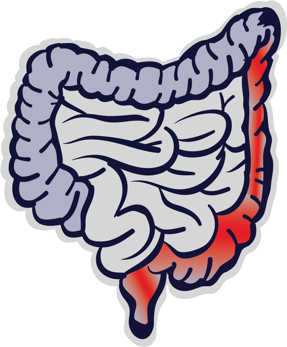 Intestino Como Segundo Cerebro Clipart (969x1182), Png Download