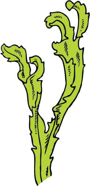 Sea Weed Png Icons Clipart (600x600), Png Download