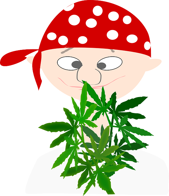 Pirate, Boy, Avatar, Cannabis, Euphoria, Marijuana - Cannabis Boy Clipart (551x640), Png Download