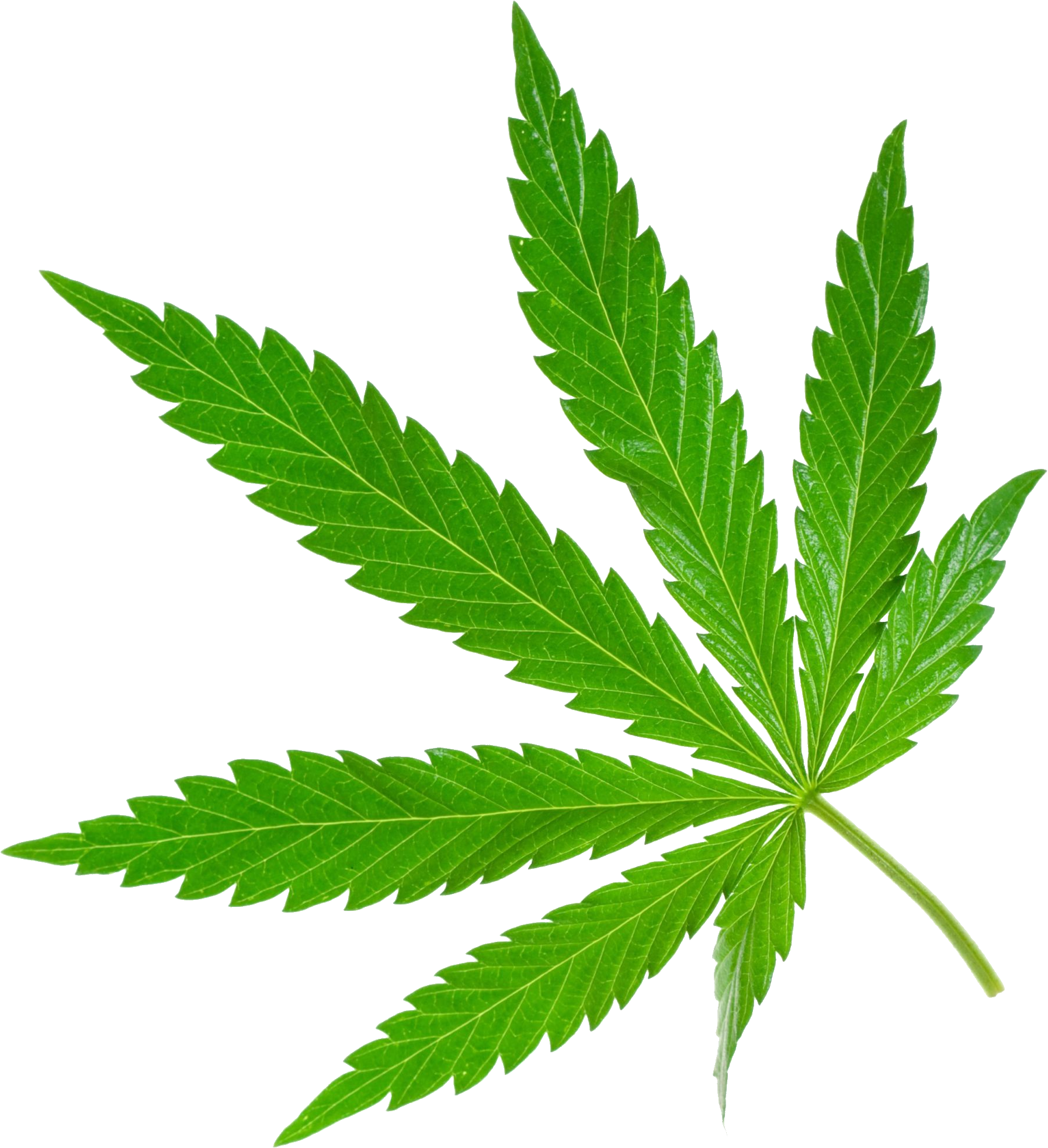Cannabis Png Marijuana Png Clipart Full Size Clipart 5252338 Pinclipart