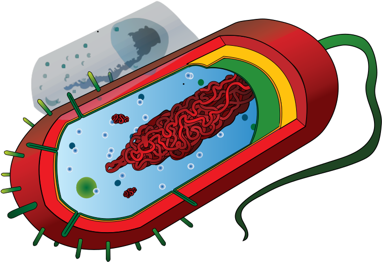 Prokarytoci Cell Svg Clip Arts - Streptococcus Thermophilus Labelled Diagram - Png Download (1024x1024), Png Download