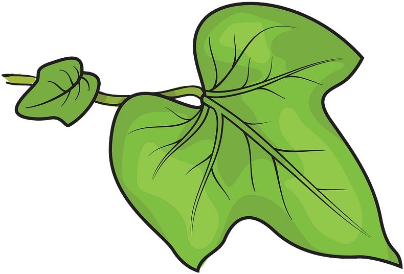 Morning Glory Leaf Clipart - Png Download (800x800), Png Download
