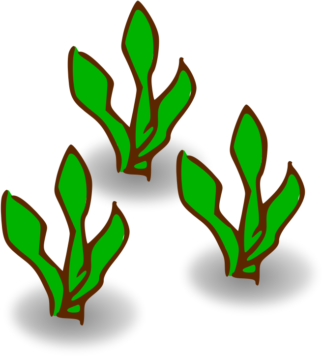 Kelp Forest Heavy - Kelp Clipart - Png Download (800x800), Png Download