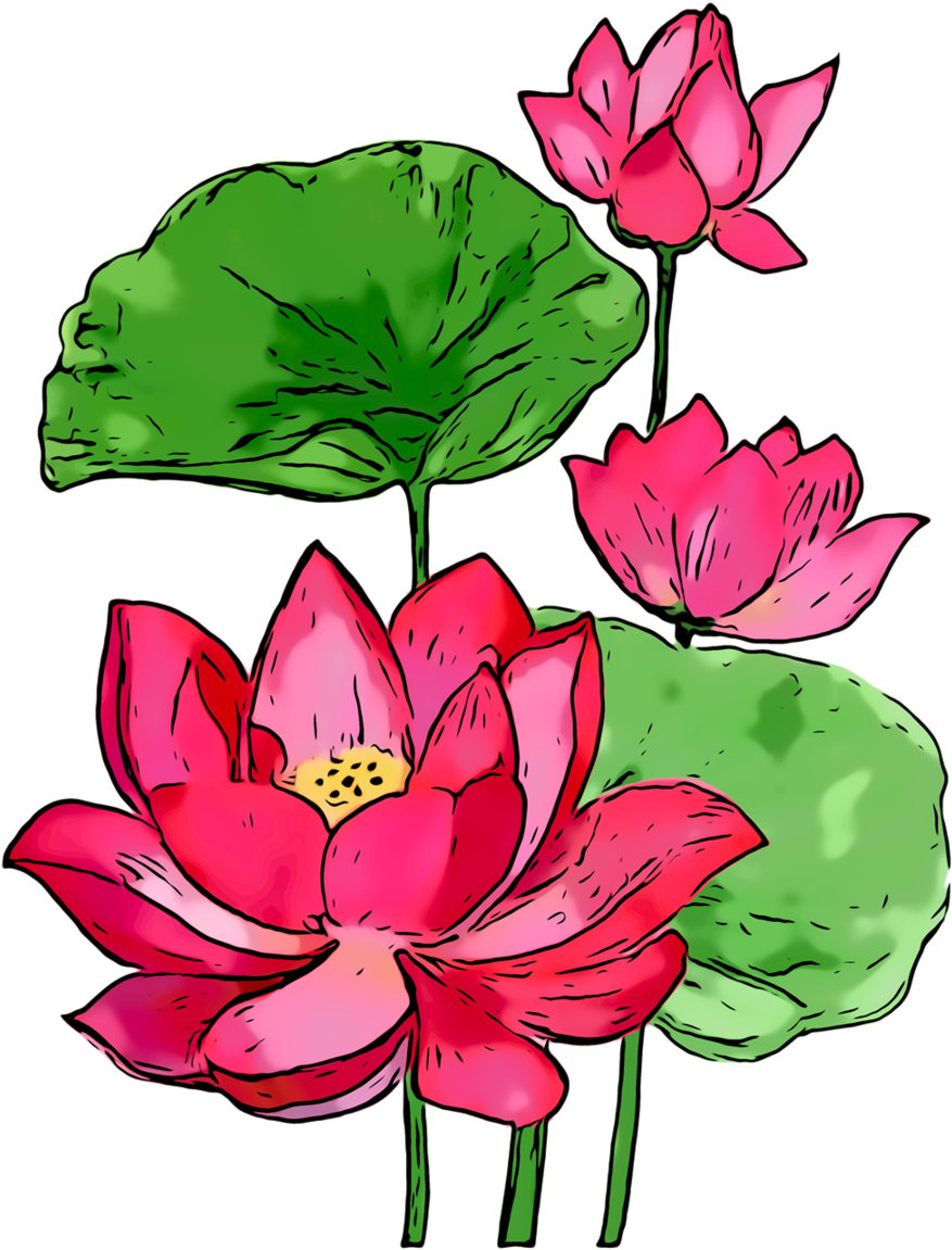 Summer Background Flowers Clipart - Sacred Lotus - Png Download (900x1201), Png Download