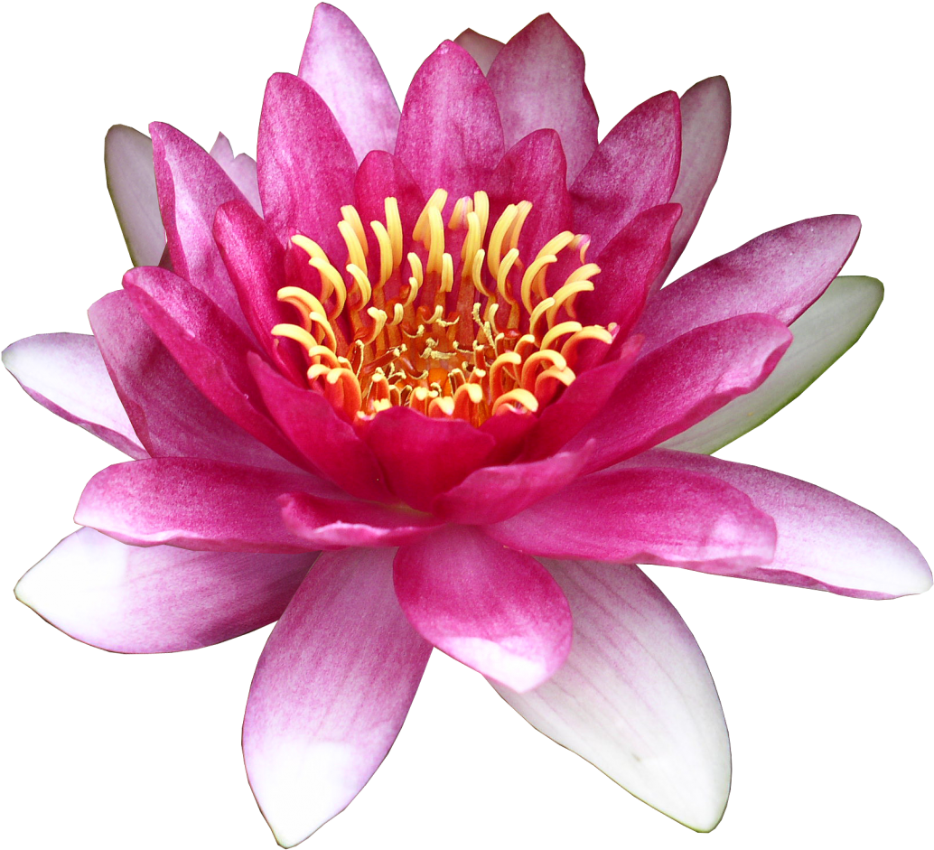 Flower Water Lily Clip Art - Water Lily - Png Download (1238x1080), Png Download