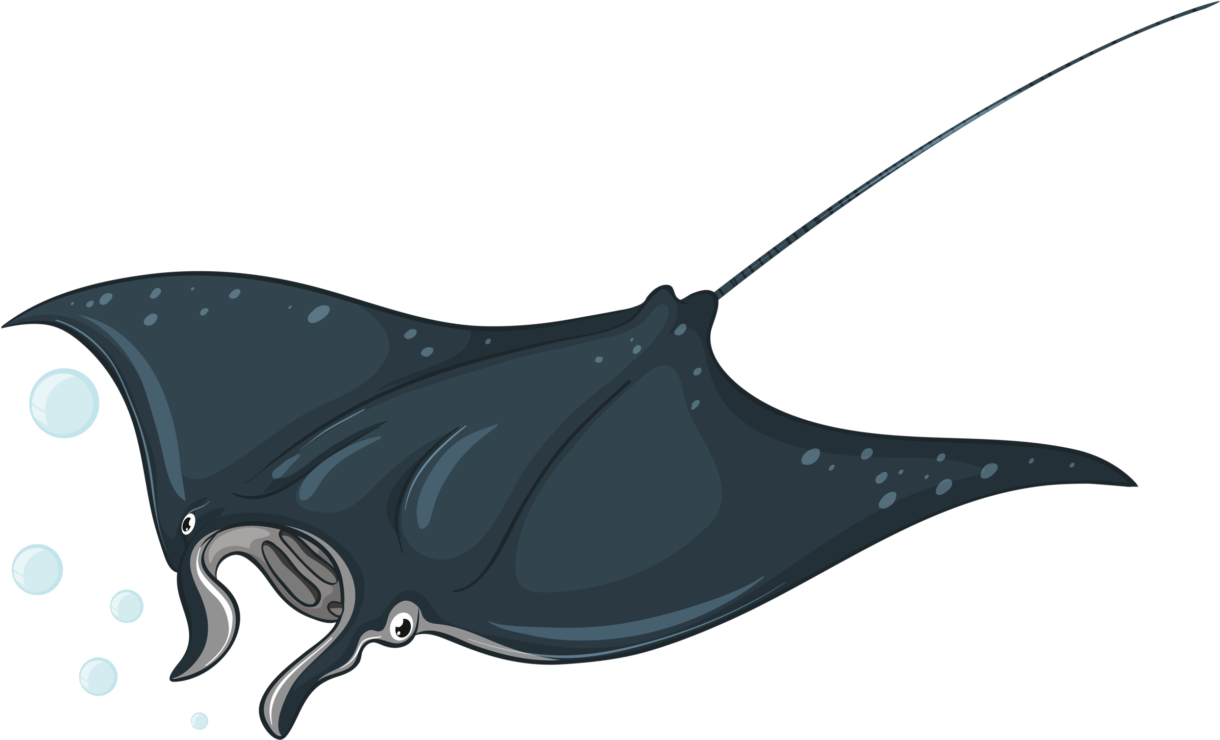 Types Of Sea Animals - Stingray Illustration Clipart (2391x1451), Png Download