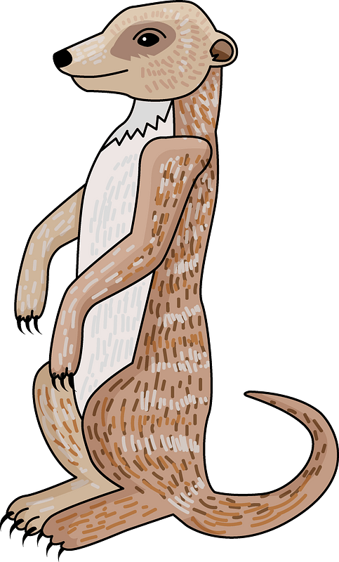 Meerkat Clipart - Illustration - Png Download (483x800), Png Download