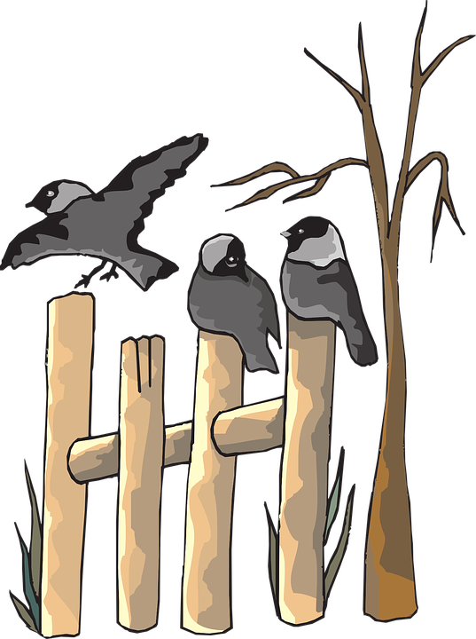 Transparent Plants Clipart - Clipart Birds On A Fence - Png Download (537x720), Png Download