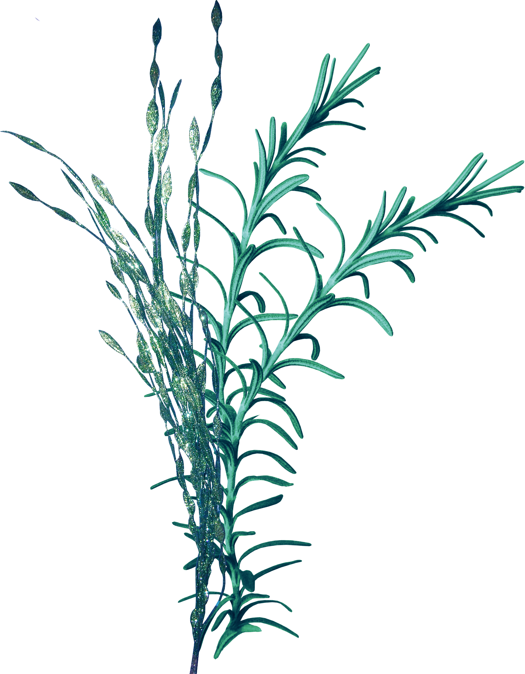 Royalty Free Stock Seaweed Clip Art Coral Transprent - Seagrass Png Transparent Png (1700x2180), Png Download