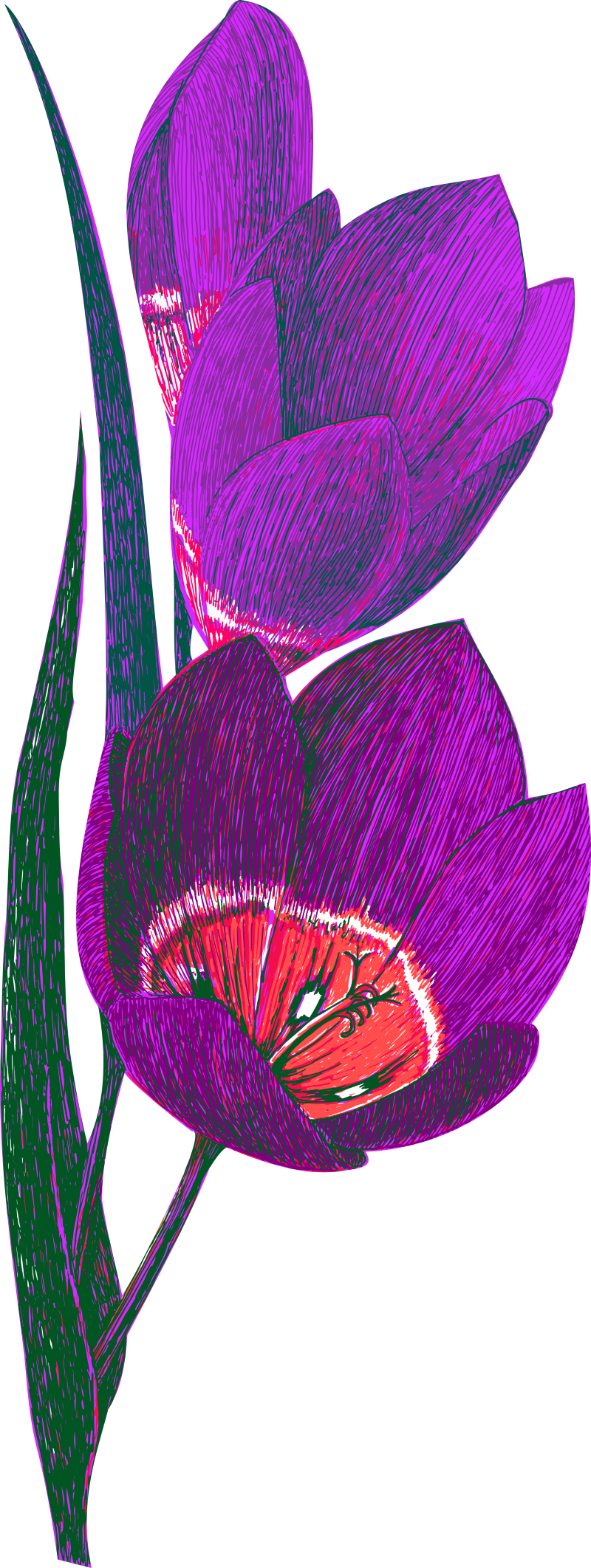 Floral Design Clipart (800x2123), Png Download
