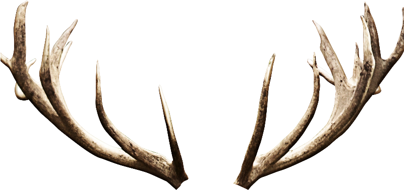 Antler Deer Image Editing - Deer Horns Png Clipart (800x600), Png Download