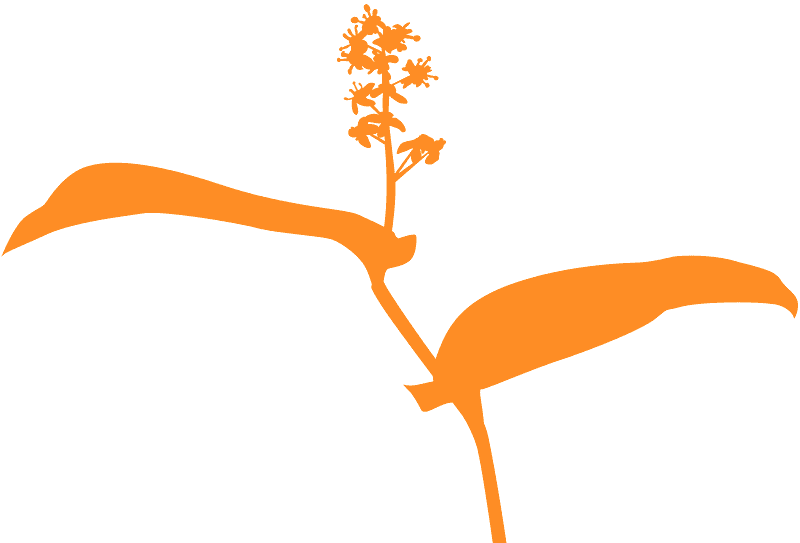 Clip Art - Png Download (800x543), Png Download