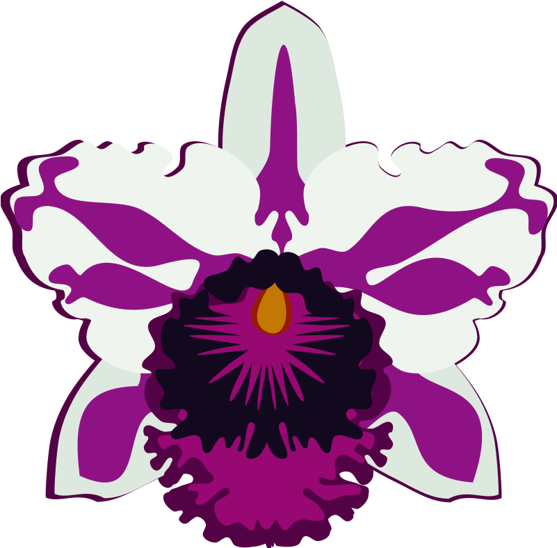 Cattleya-07k - Orchid Drawing Easy Clipart (800x800), Png Download