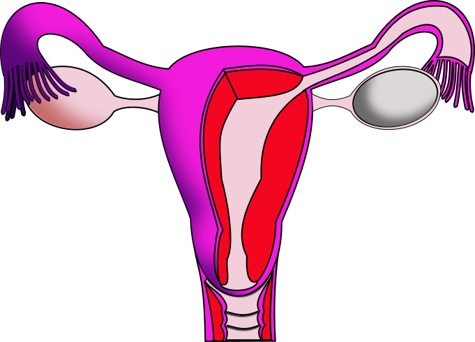 Menstruation Period Education Clipart - Png Download (681x490), Png Download