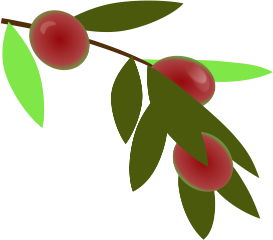 Free Clip Art "planta De Cafe Colombiano - Coffee Plant Clipart - Png Download (566x800), Png Download