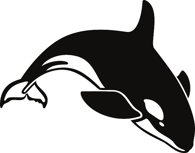 Water, Ocean, Whale, Swim, Killer, Swimming - Orca Clipart Black And White - Png Download (640x503), Png Download