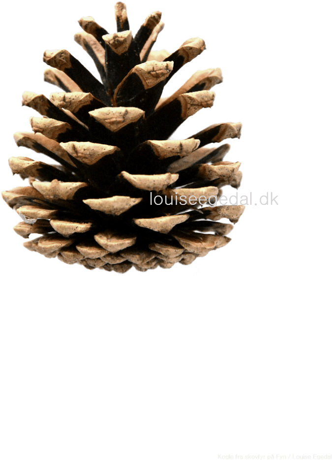 Transparent Pine Cone Clip Art - Pine Cones Transparent - Png Download (675x934), Png Download