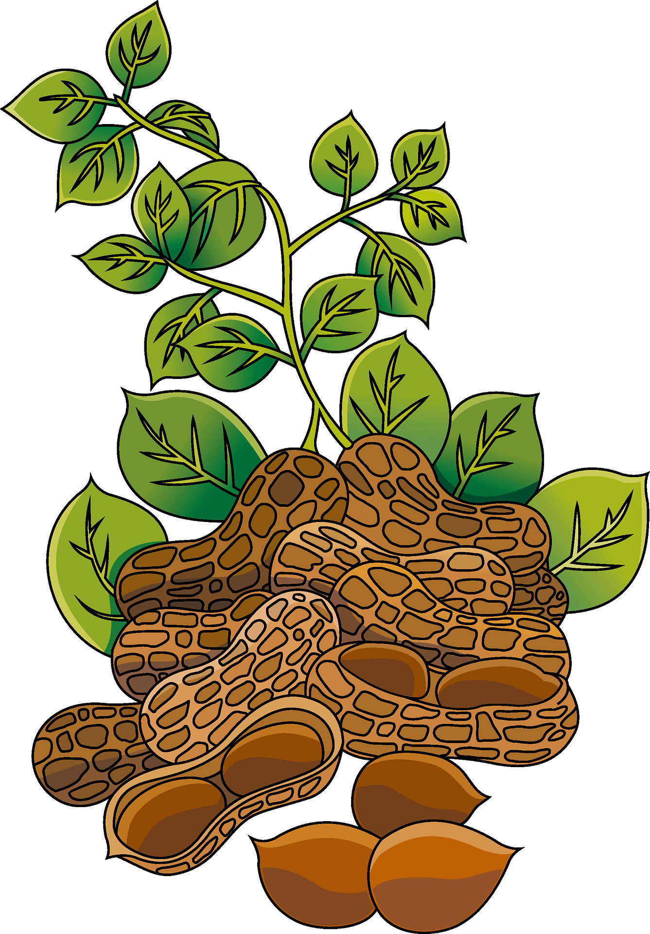 Clip Art - Png Download (1337x1920), Png Download