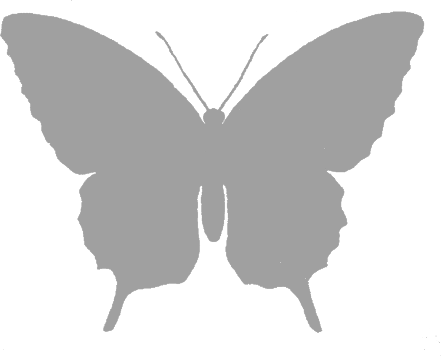 Butterfly Silhouette Black And White Clip Art - Transparent White Butterfly Png (1600x1274), Png Download