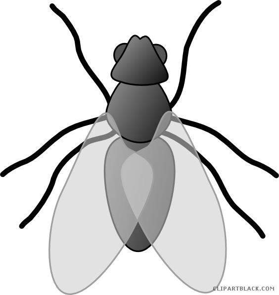 Insects Clipart Black And White - Fly Clip Art - Png Download (564x597), Png Download