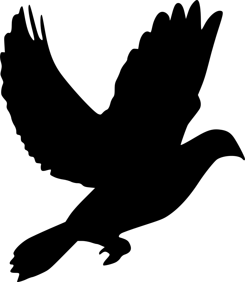 Domestic Pigeon Columbidae Clip Art - Pigeon Png Clip Art Transparent Png (852x980), Png Download