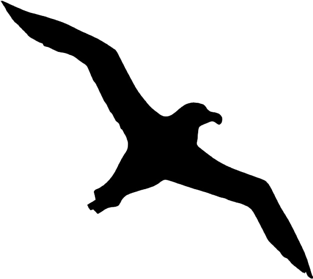 Bird Albatross Icon - Flying Albatross Silhouette Clipart (626x626), Png Download