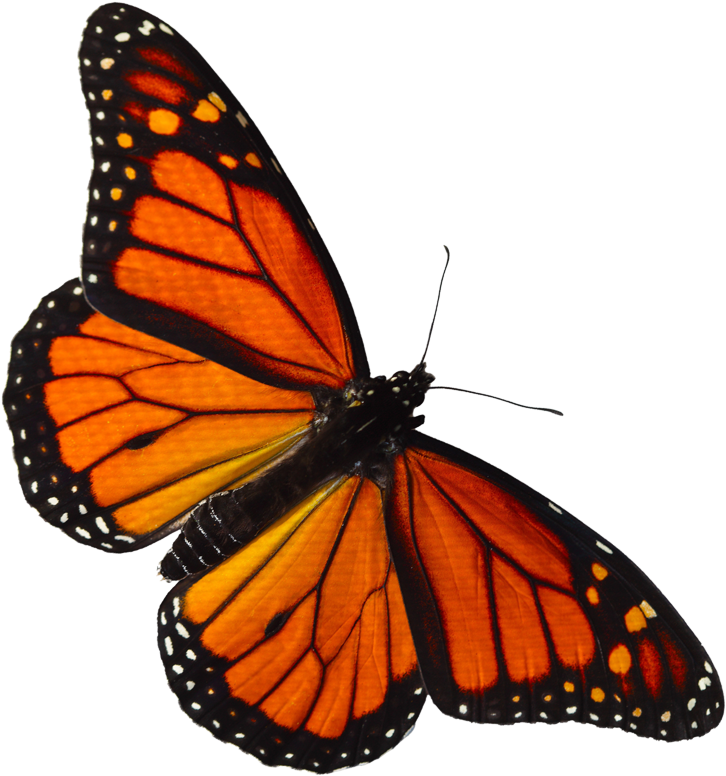 Transparent Butterfly Clipart Png - Monarch Butterfly Png Transparent (726x776), Png Download