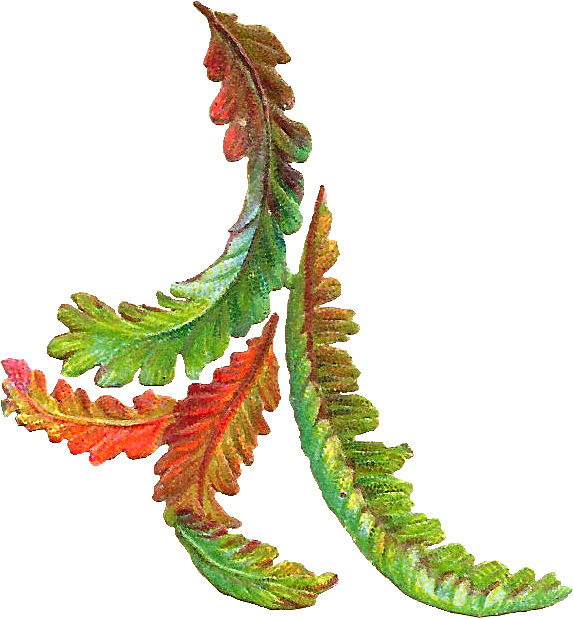 Free Botanical Clip Art - Autumn Leaves Vintage Png Transparent Png (673x716), Png Download